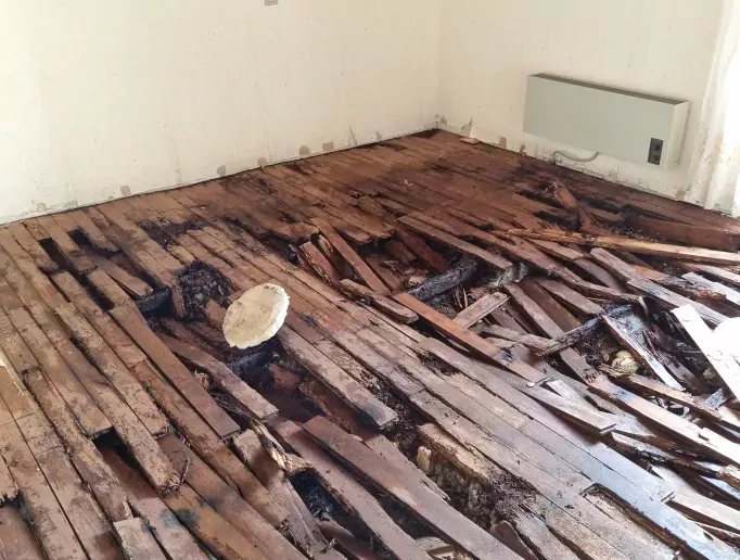 Dégâts causés par des termites sur une bâtisse 