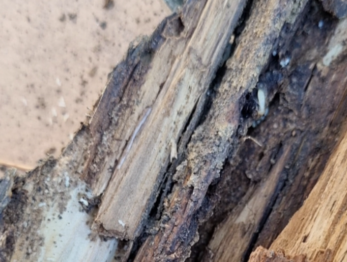 termites mange le bois